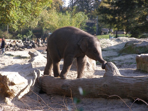 olifantje